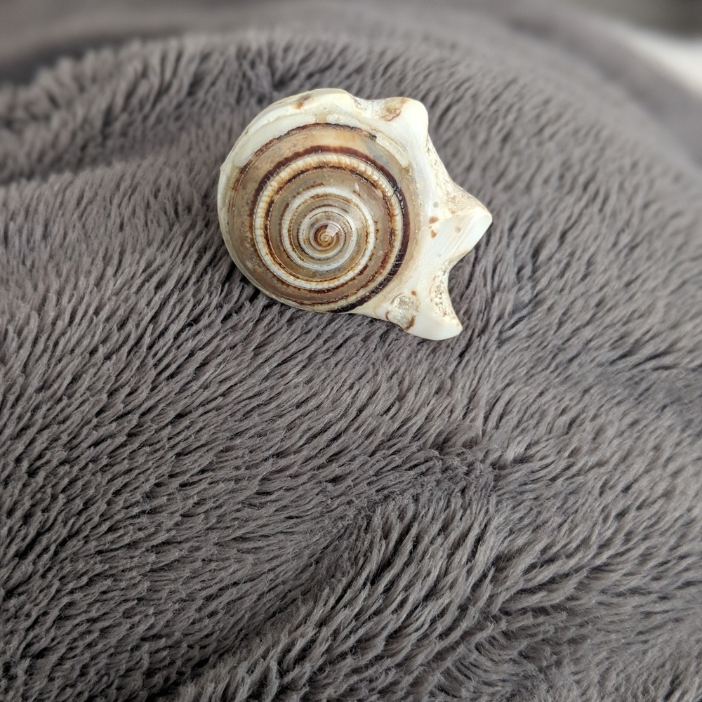 SHELL RING - Picture 3 of 5